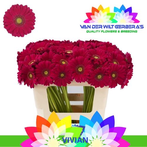 Gerbera mini Vivian