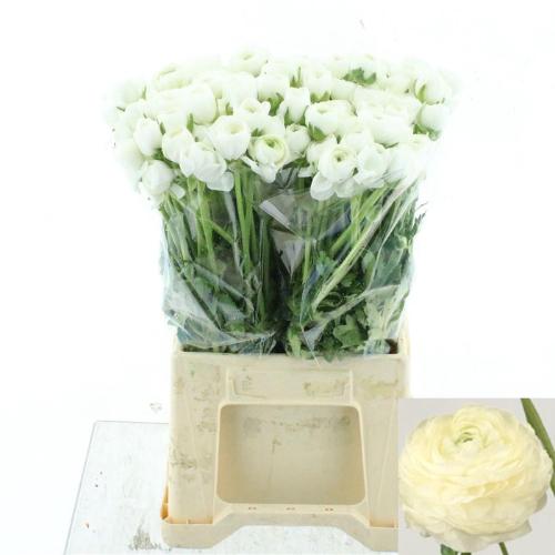 Ranunculus asiaticus 'Elegance White'