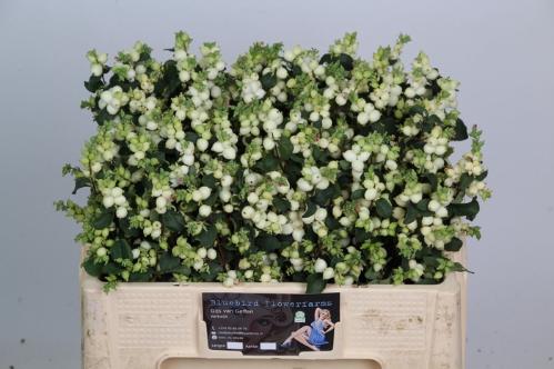 Symphoricarpos Magical Lemon And Lime