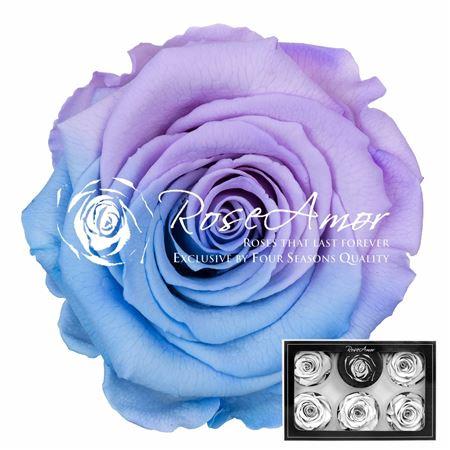 Rosa grootbloemig kleurbehandeld H%