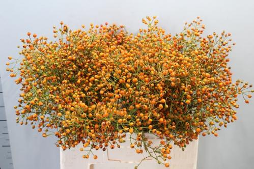 Rosa Prinsberry Orange
