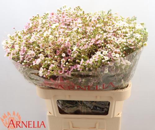 Chamelaucium 'Choir Girl'