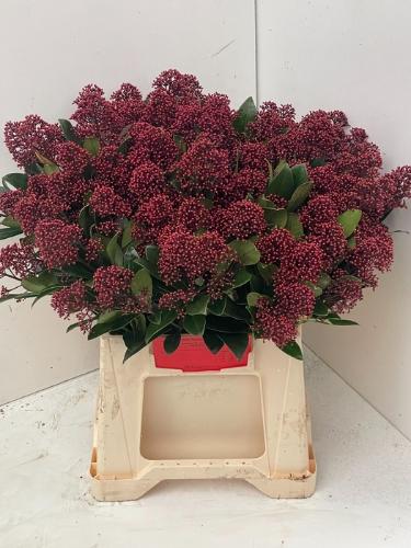 Skimmia per bos japonica 'Rubella'