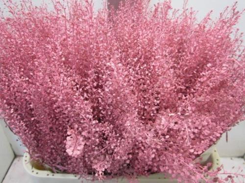 Lepidium kleurbehandeld H%