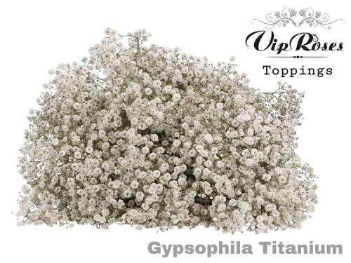 Gypsophila overig kleurbehandeld H%