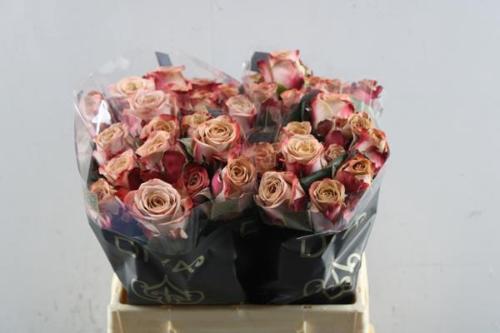 Rosa grootbloemig Cappuccino