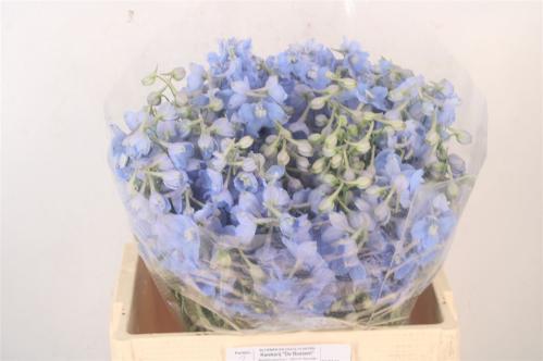 Delphinium Belladonna Grp enkelbloemig 'Ballkleid'