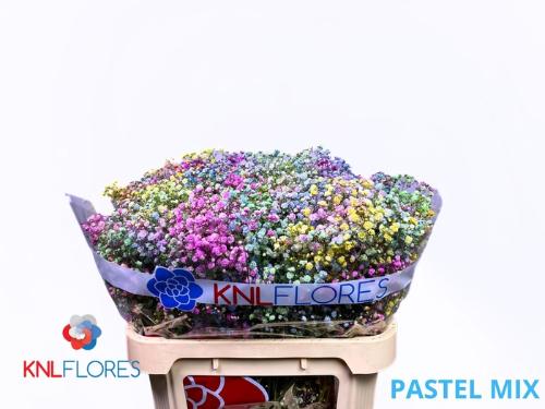 Gypsophila overig kleurbehandeld H%