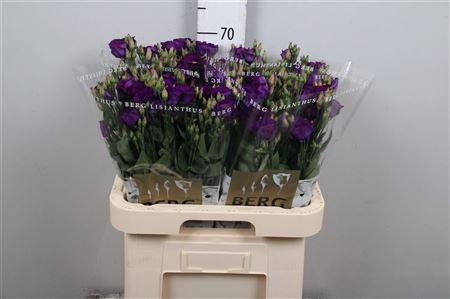 Eustoma russellianum enkelbloemig 'Piccolo Violet'