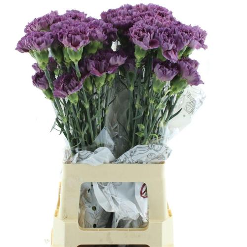 Dianthus standaard overig
