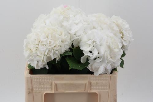 Hydrangea macrophylla Noordpool