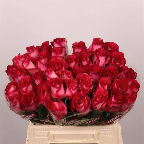 Rosa grootbloemig Nicoletta