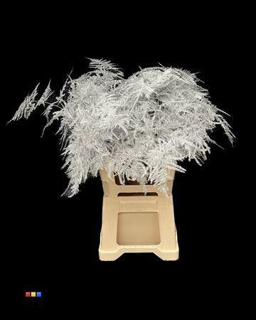 Asparagus overig kleurbehandeld H%