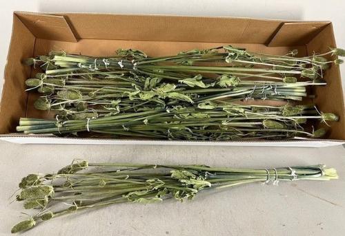 Droogbloemen bos onbewerkt 6%