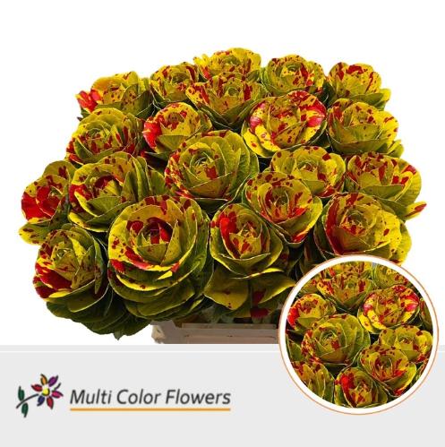 Brassica oleracea kleurbehandeld H%