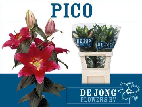 Lilium Oriental Grp 'Pico'
