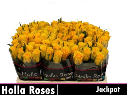 Rosa kleinbloemig Jackpot+