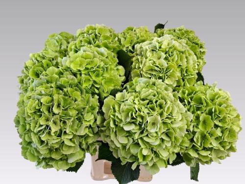 Hydrangea macrophylla Noordpool (classic)