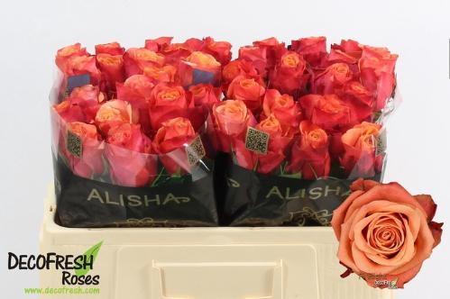 Rosa grootbloemig Firelight+