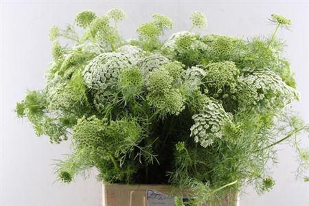 Ammi visnaga 'Casablanca'