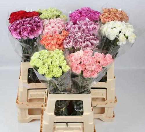 Dianthus standaard gemengd