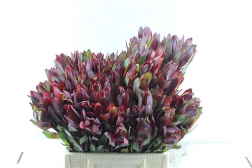 Leucadendron 'Senorita'