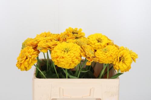 Zinnia elegans