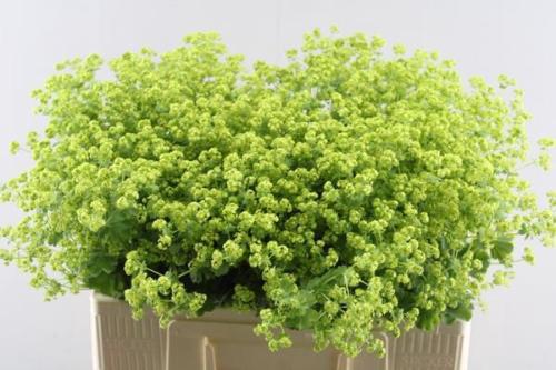 Alchemilla mollis 'Robustica'