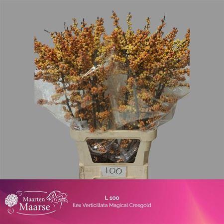 Ilex verticillata 'Cresgold'