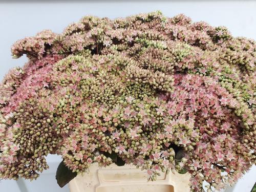 Sedum 'Matrona' 