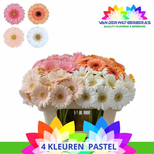 Gerbera mini gemengd