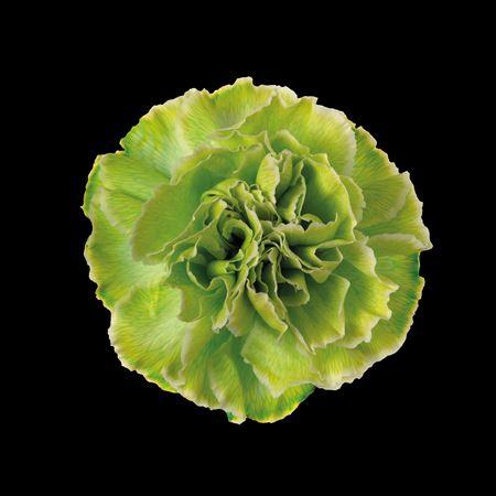 Dianthus standaard kleurbehandeld H%