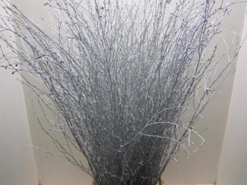 Betula kleurbehandeld H%