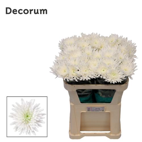 Chrysanthemum (Indicum Grp) geplozen Topspin