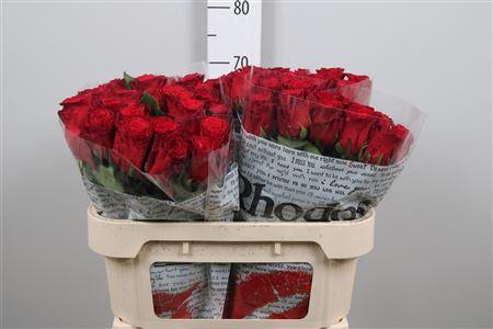 Rosa grootbloemig Rhodos