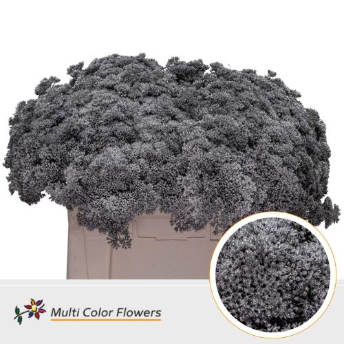 Sedum kleurbehandeld H%