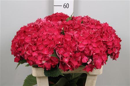 Hydrangea macrophylla My Crimson