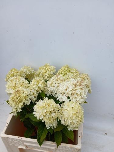 Hydrangea paniculata 'Limelight'