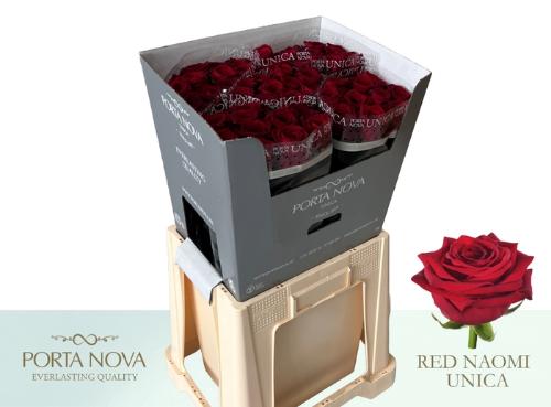 Rosa grootbloemig Red Naomi!