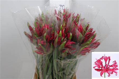 Nerine Companion Grp 'Mr John'