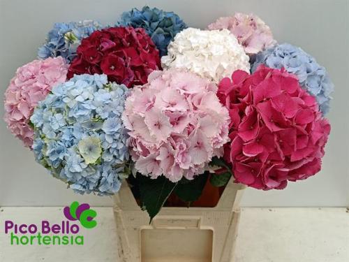 Hydrangea overig