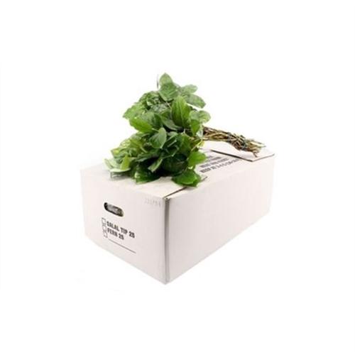 Gaultheria shallon per bos
