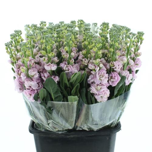 Matthiola incana 'Iron Cherry Blossom'