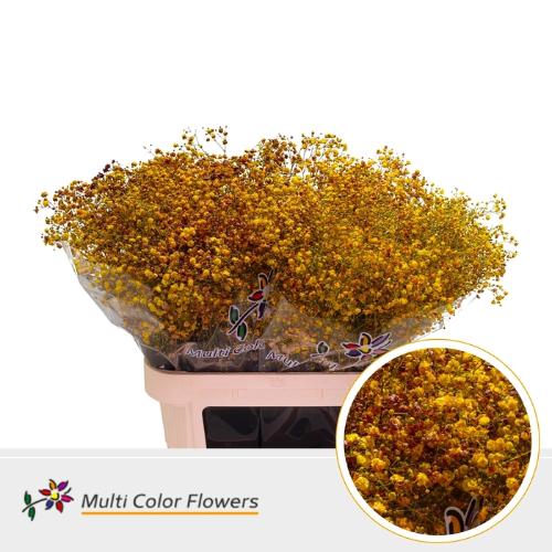 Gypsophila overig kleurbehandeld H%
