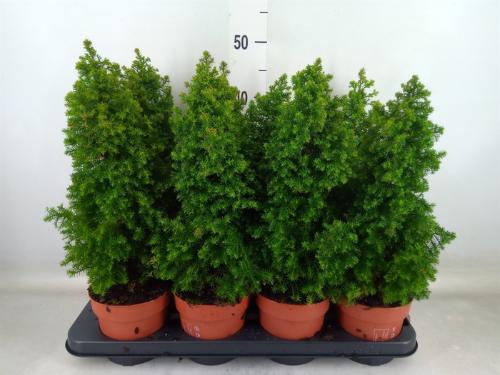 Chamaecyparis thyoides 'Top Point'