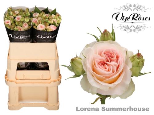 Rosa tros Lorena Summerhouse