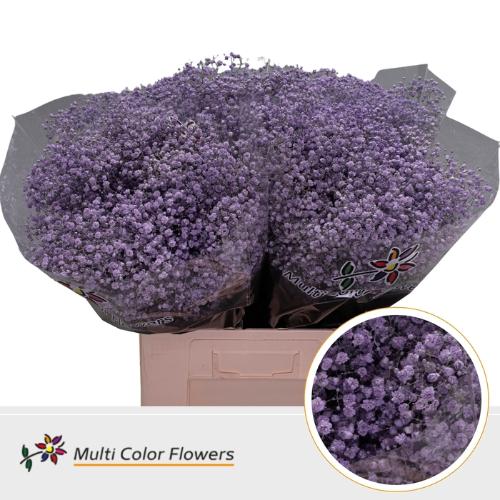Gypsophila overig kleurbehandeld H%
