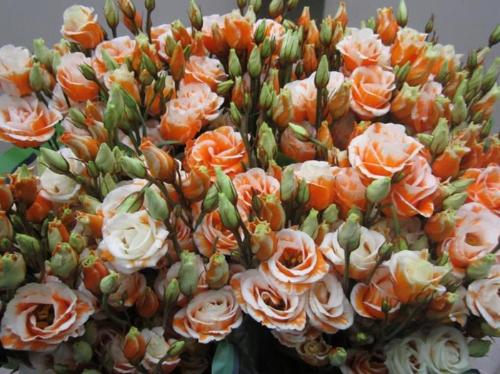 Eustoma russellianum gevuldbloemig kleurbehandeld H%