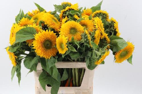 Helianthus annuus Solano Double