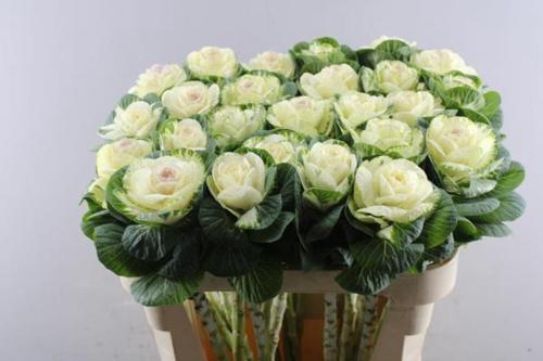 Brassica oleracea 'White Crane'